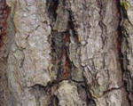 イペの樹皮